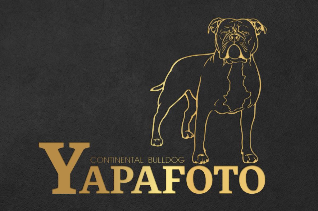 Yapafoto - Nouveau logo