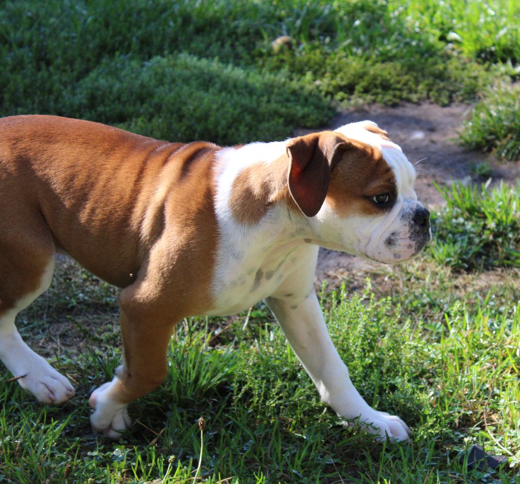 Yapafoto - Chiot disponible  - Bulldog continental