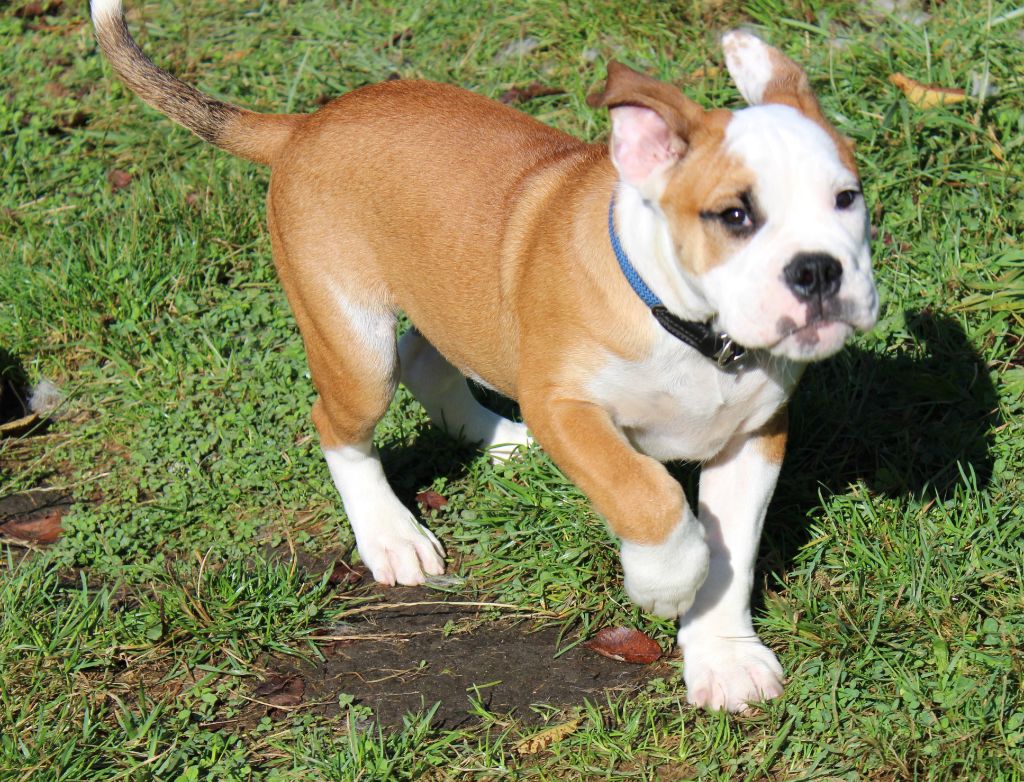 Yapafoto - Chiot disponible  - Bulldog continental