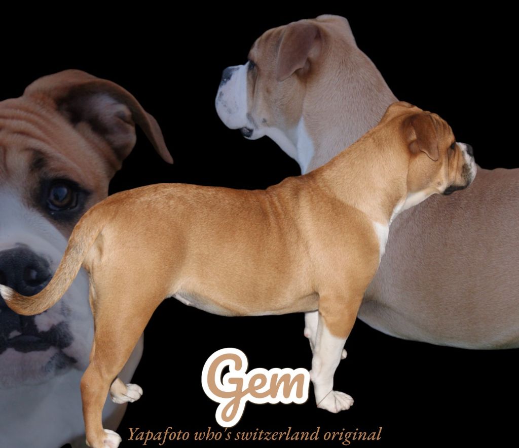 Yapafoto - Chiot disponible  - Bulldog continental