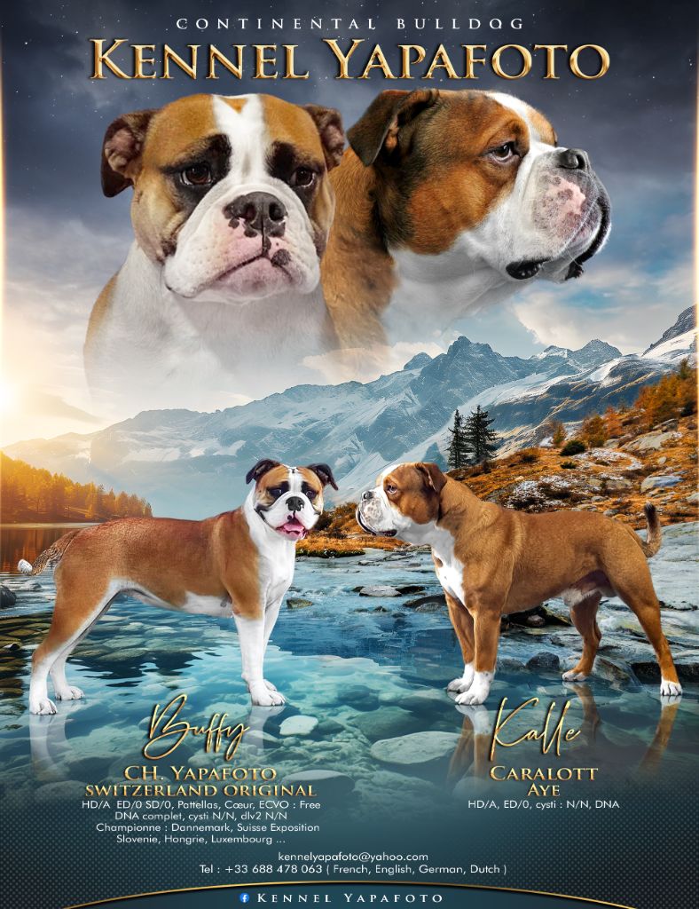 chiot Bulldog continental Yapafoto