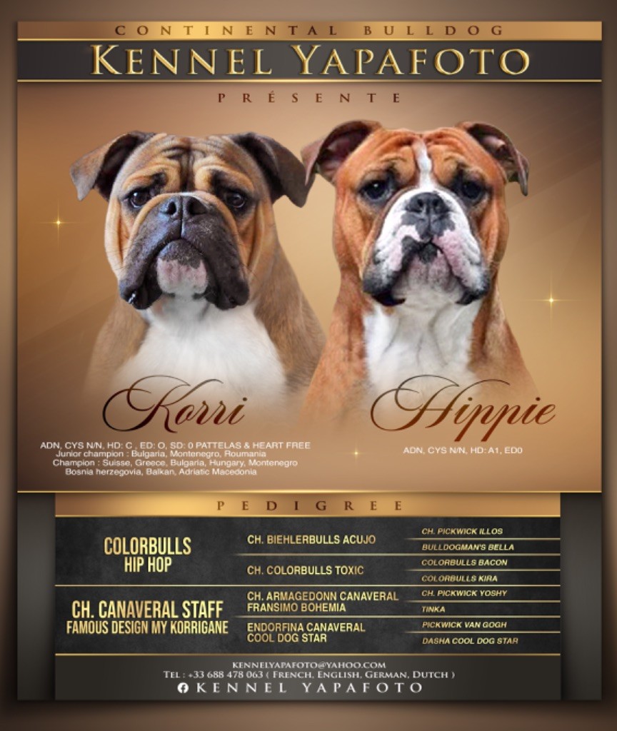 chiot Bulldog continental Yapafoto