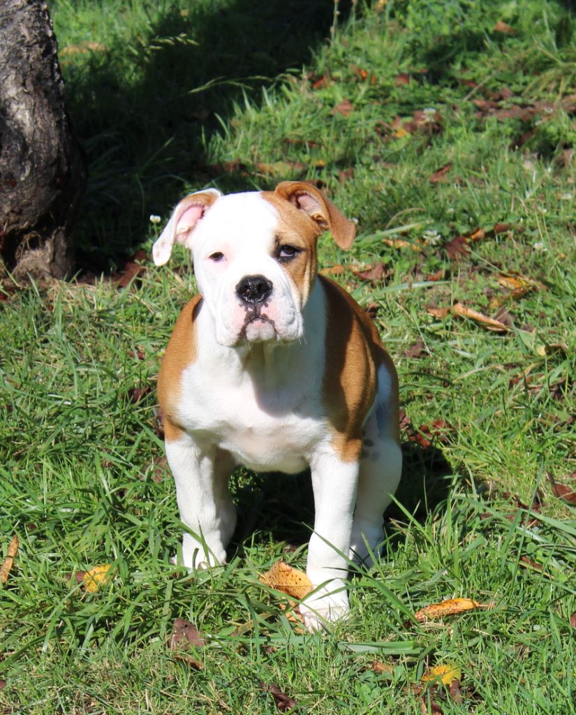 Yapafoto - Chiot disponible  - Bulldog continental