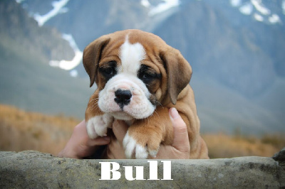 Bull