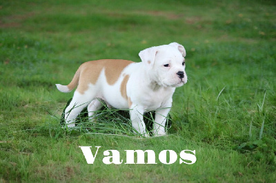 Vamos