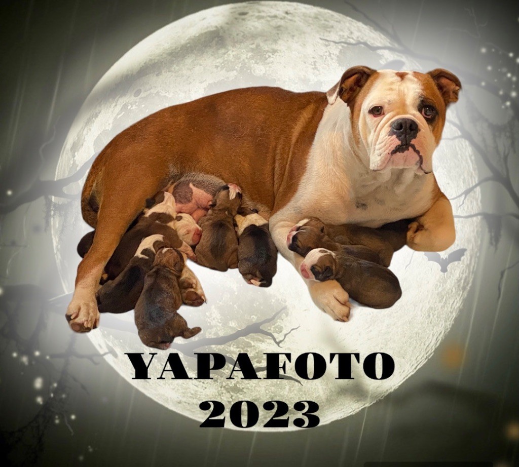 chiot Bulldog continental Yapafoto