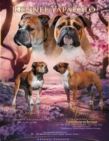 chiot Bulldog continental Yapafoto