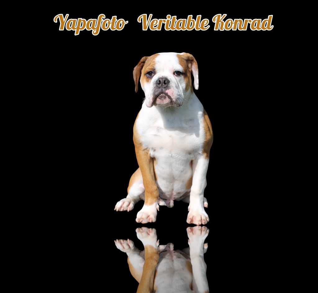 Yapafoto - Chiot disponible  - Bulldog continental