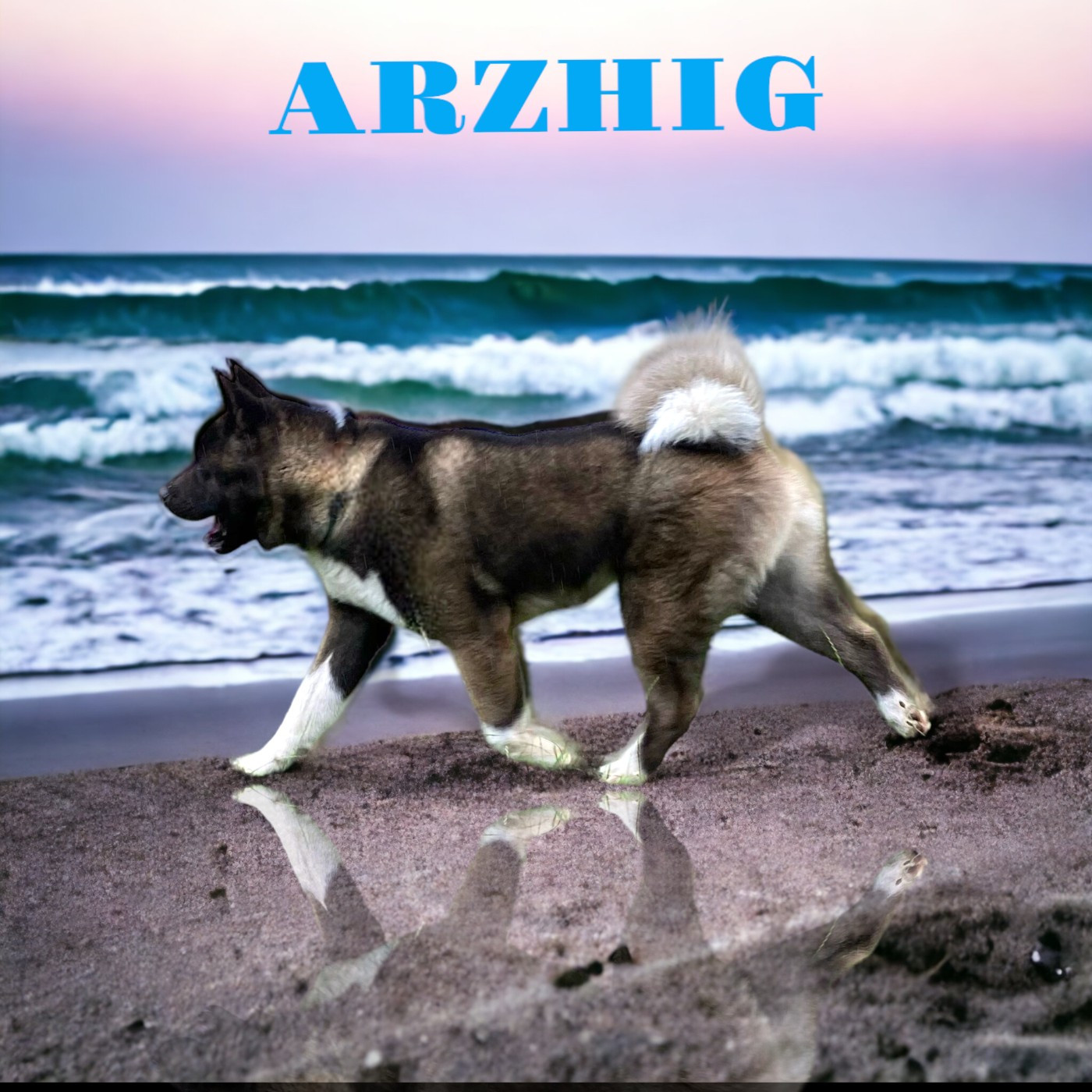 CH. Hiletcrobo arzhig of golden nicol