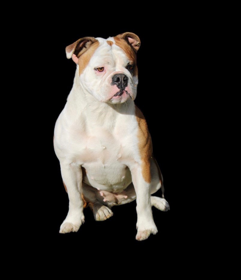 Yapafoto Sweet conti girl