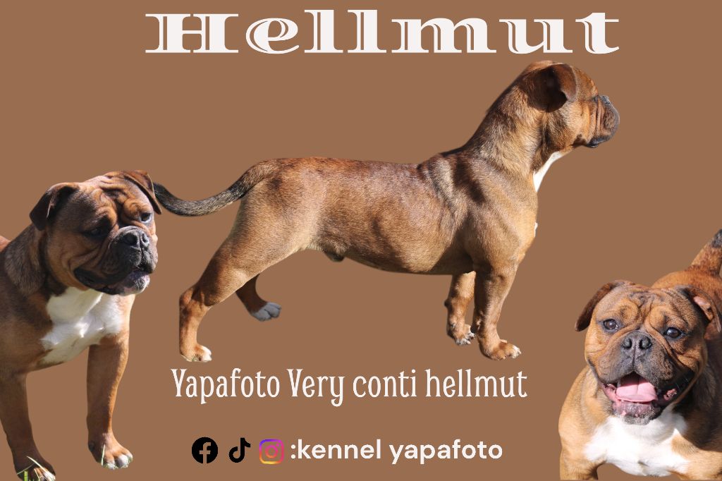 Hellmut disponible