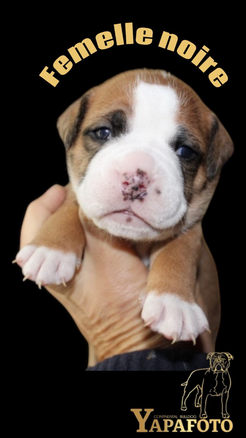 Yapafoto - Chiots disponibles - Bulldog continental