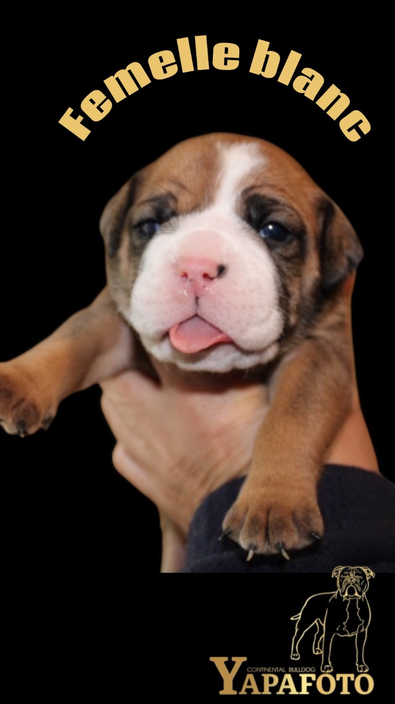 Yapafoto - Chiots disponibles - Bulldog continental