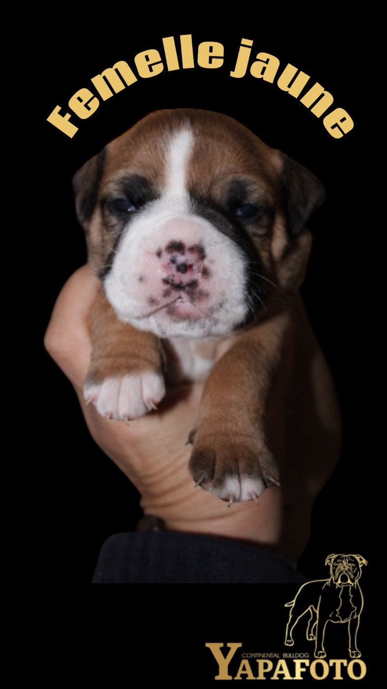 Yapafoto - Chiots disponibles - Bulldog continental
