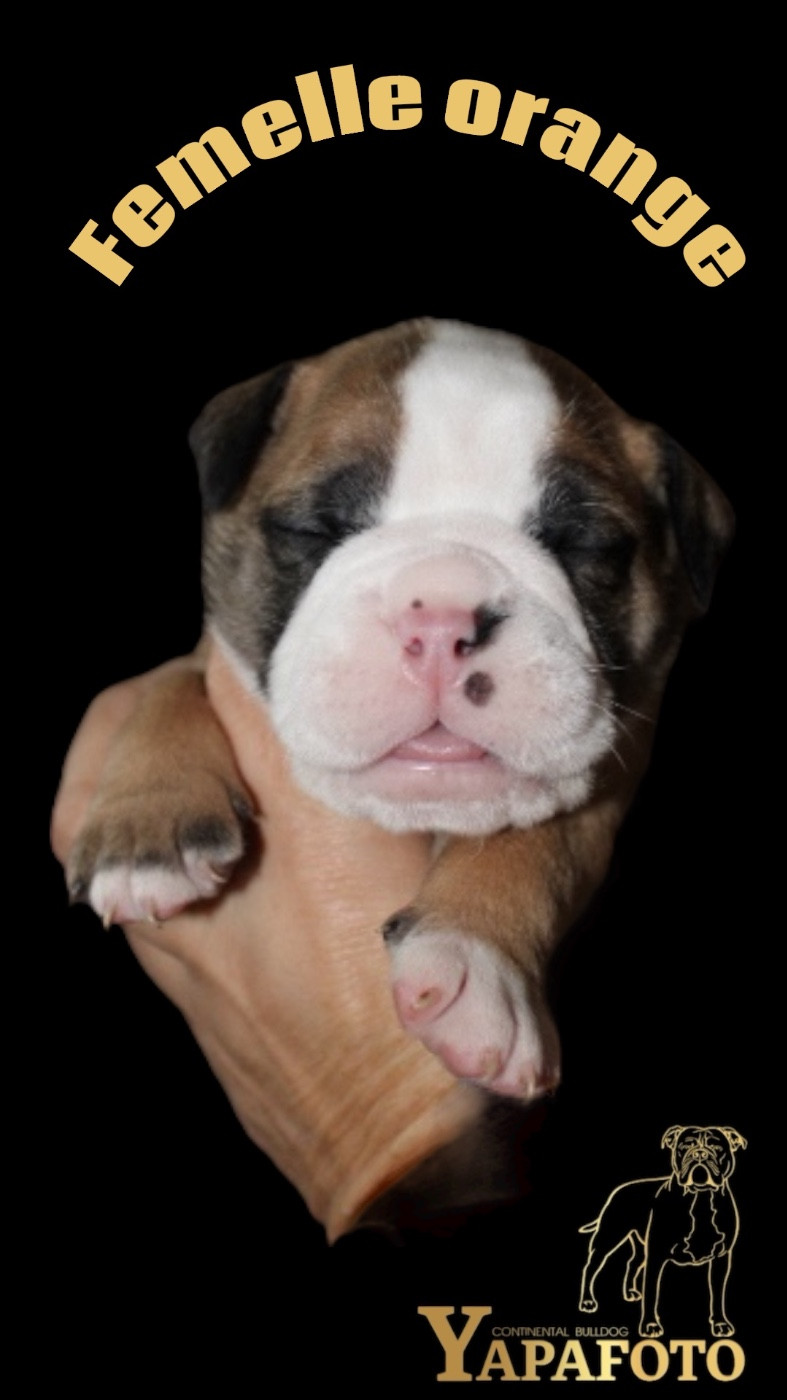 Yapafoto - Chiots disponibles - Bulldog continental