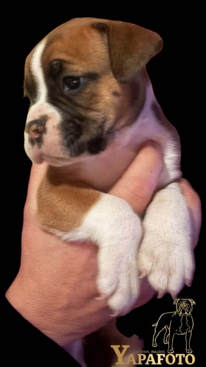 Yapafoto - Chiots disponibles - Bulldog continental
