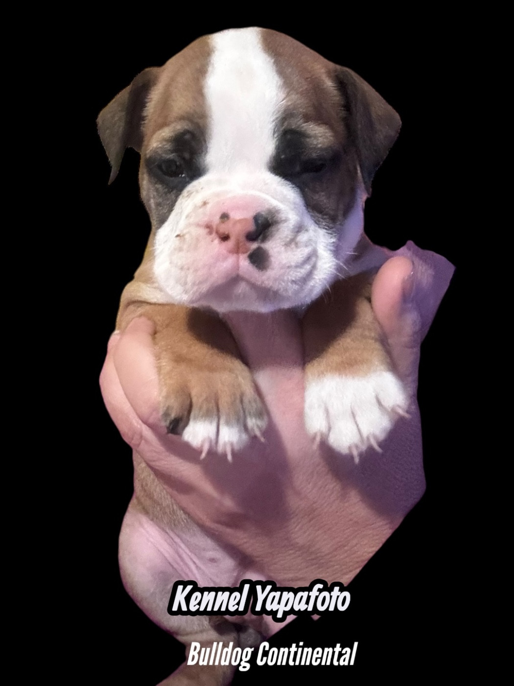 Yapafoto - Chiots disponibles - Bulldog continental