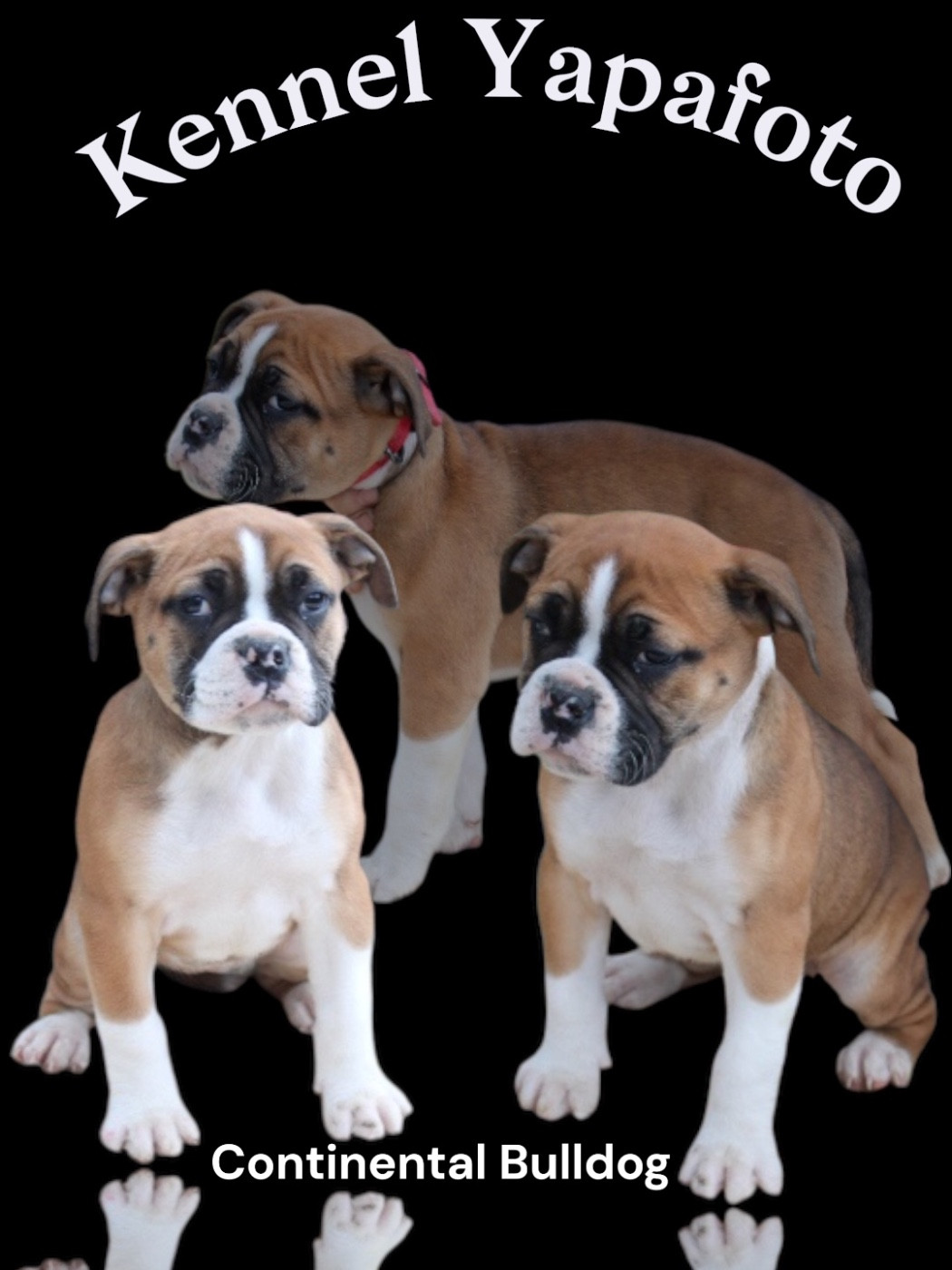 Yapafoto - Chiots disponibles - Bulldog continental