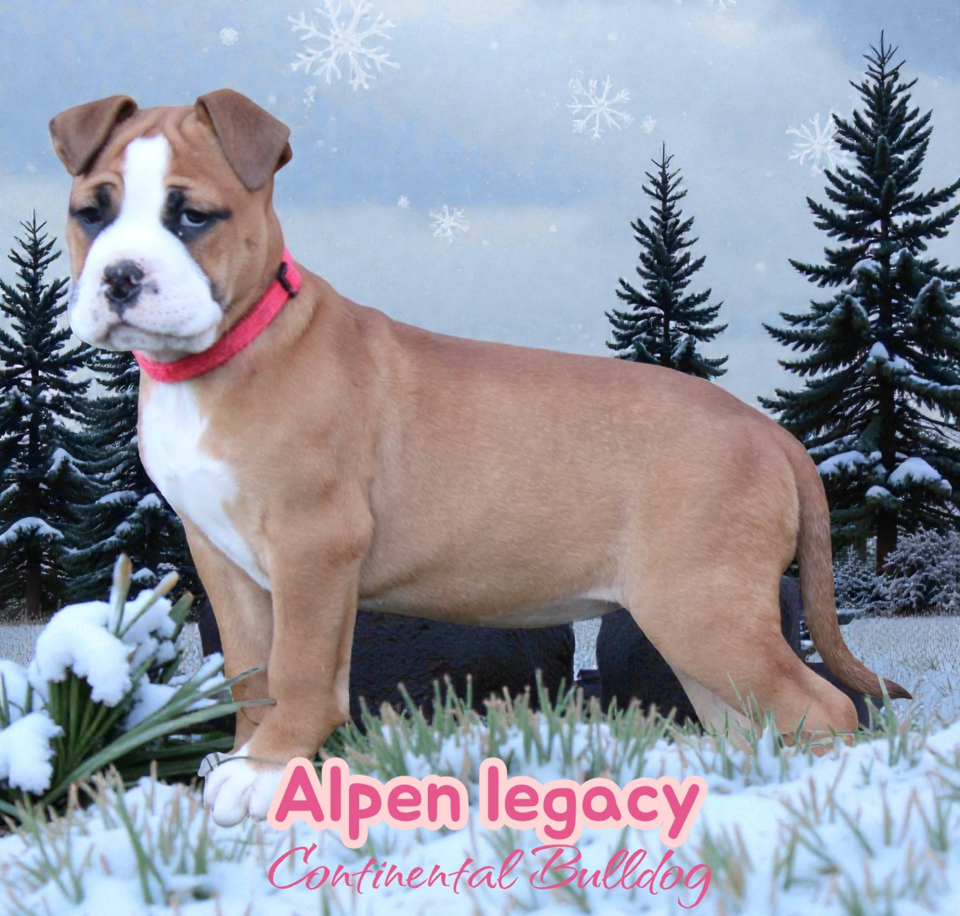 Yapafoto - Chiots disponibles - Bulldog continental