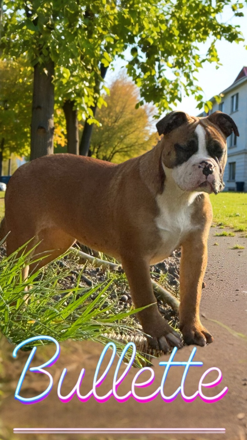 Yapafoto - Chiots disponibles - Bulldog continental