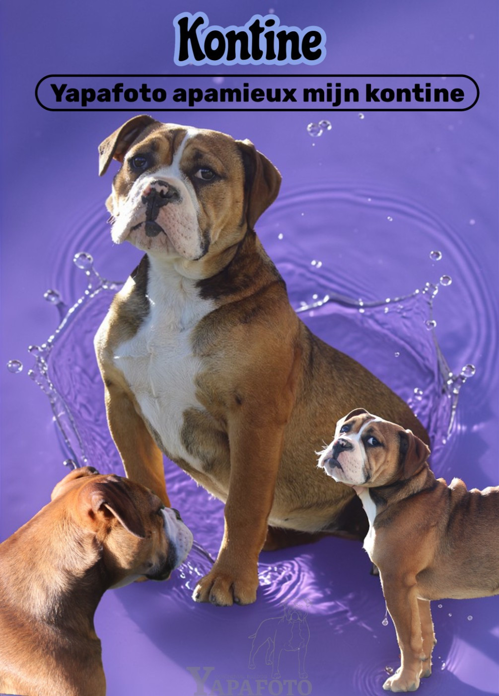 Yapafoto - Chiots disponibles - Bulldog continental