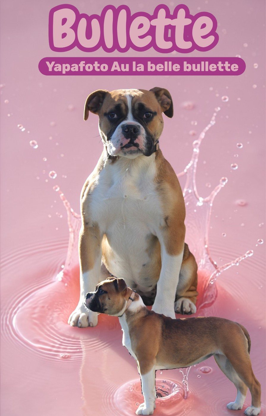 Yapafoto - Chiots disponibles - Bulldog continental