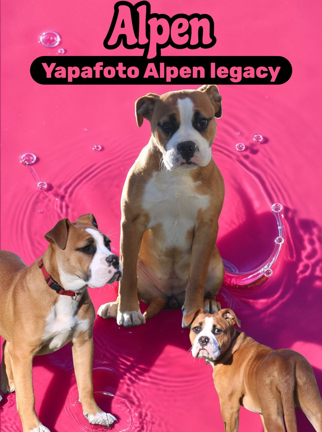 Yapafoto - Chiots disponibles - Bulldog continental