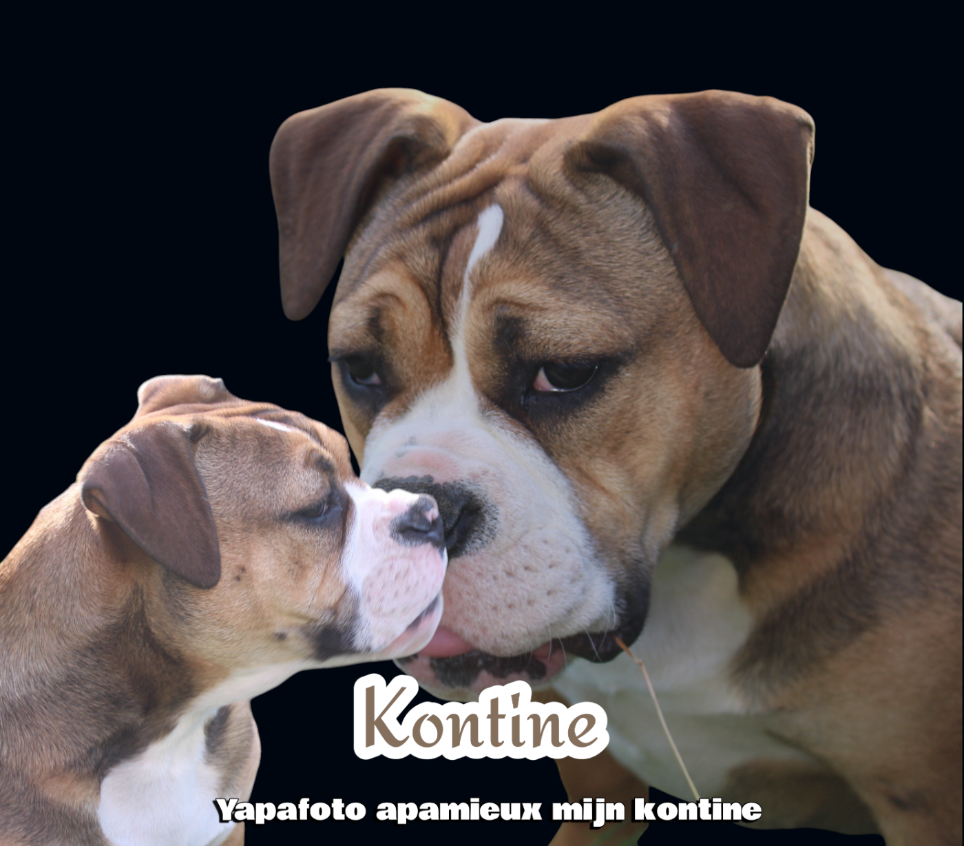 Yapafoto - Chiots disponibles - Bulldog continental