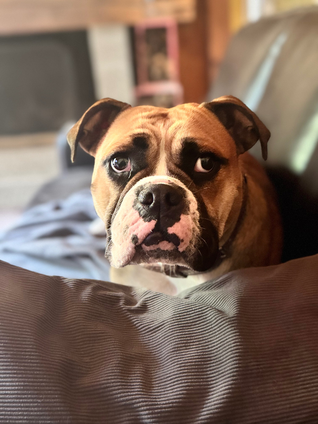 Yapafoto - Chiots disponibles - Bulldog continental
