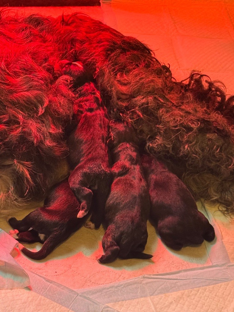 Yapafoto - Barbado de Terceira - Portée née le 21/10/2025