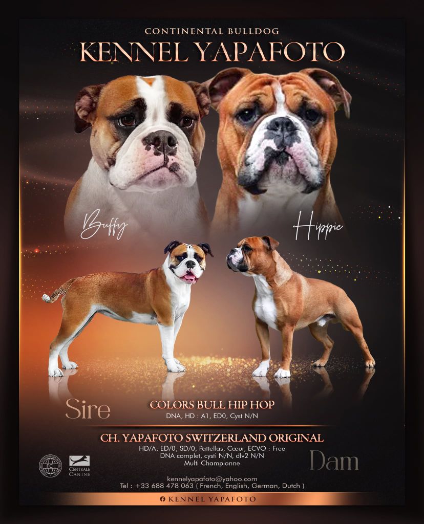 Yapafoto - Bulldog continental - Portée née le 15/10/2025